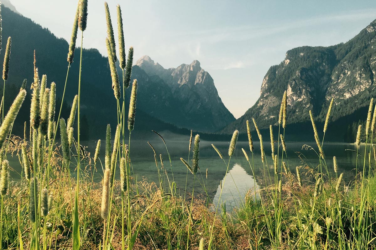 Impressions - Detailed view of Lake Dobbiaco - Plants in the foreground • SkyView Chalets Toblacher See
