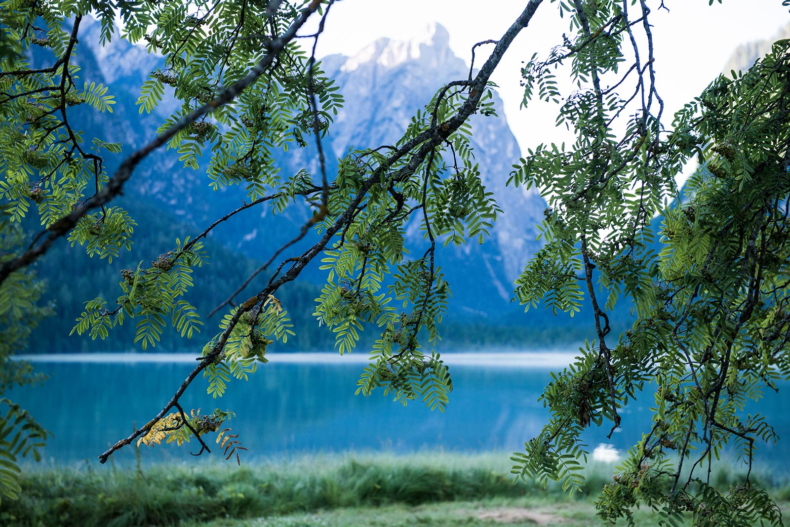 Detailaufnahme Baum mit Blätter - Hintergrund Toblacher See - Camping Toblacher See