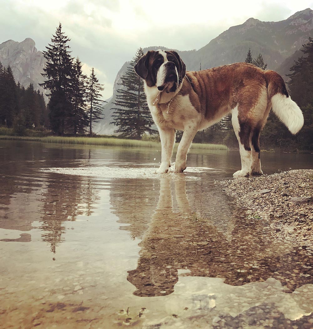 Camping with dog - Lake Dobbiaco