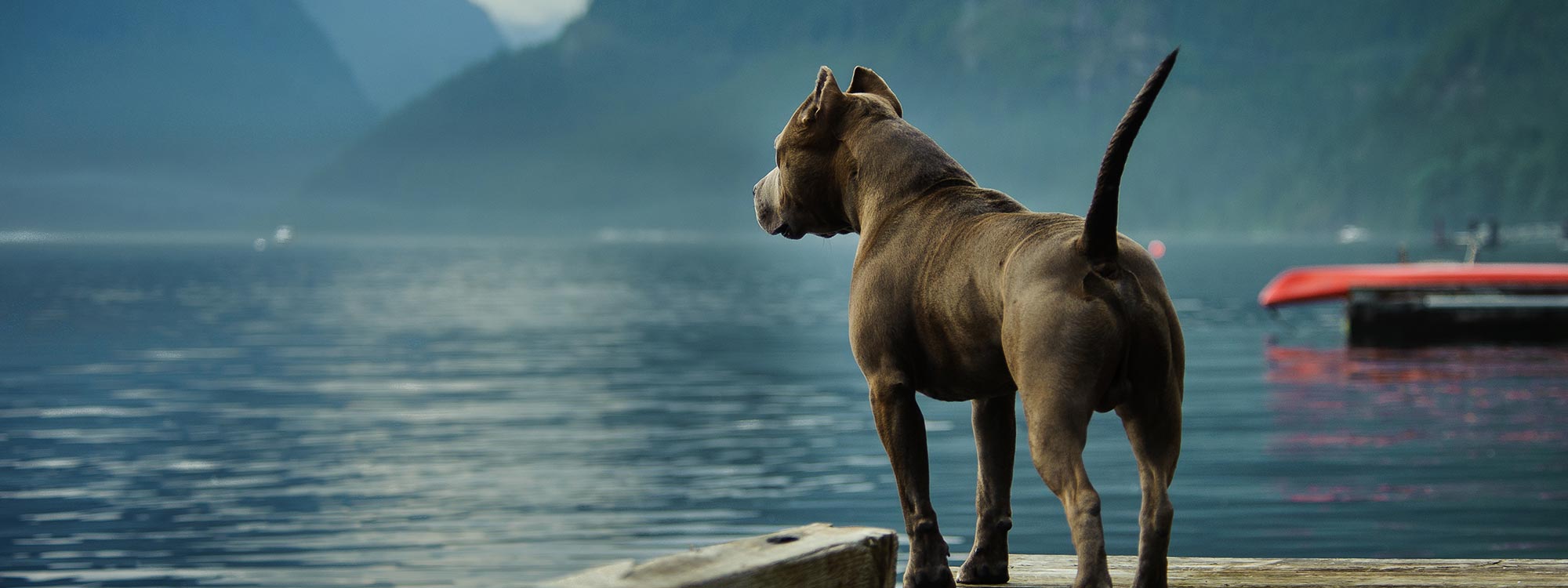 Camping with dog in South Tyrol