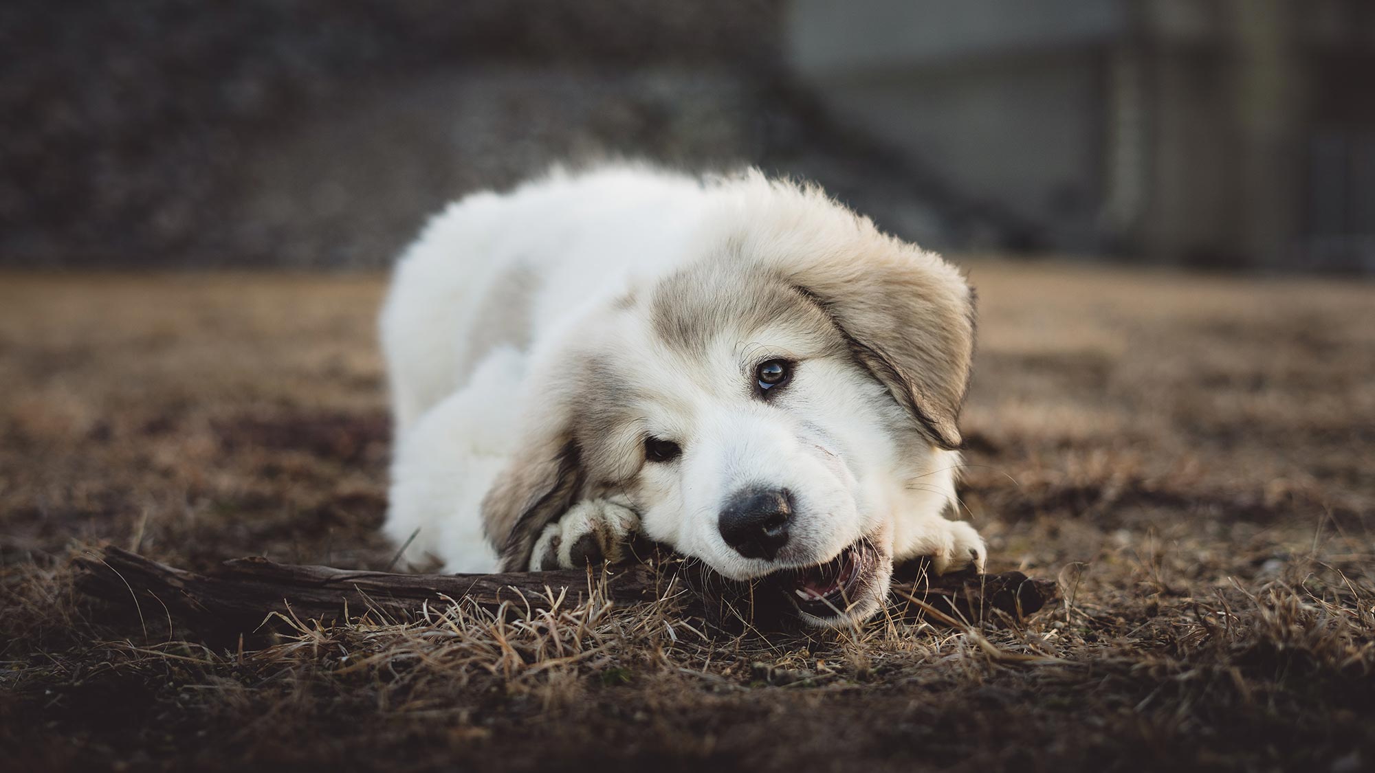 Auf den Hund gekommen